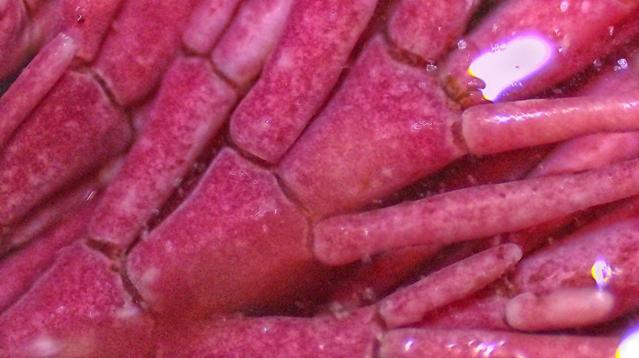 Architetture di pietra: le alghe coralline